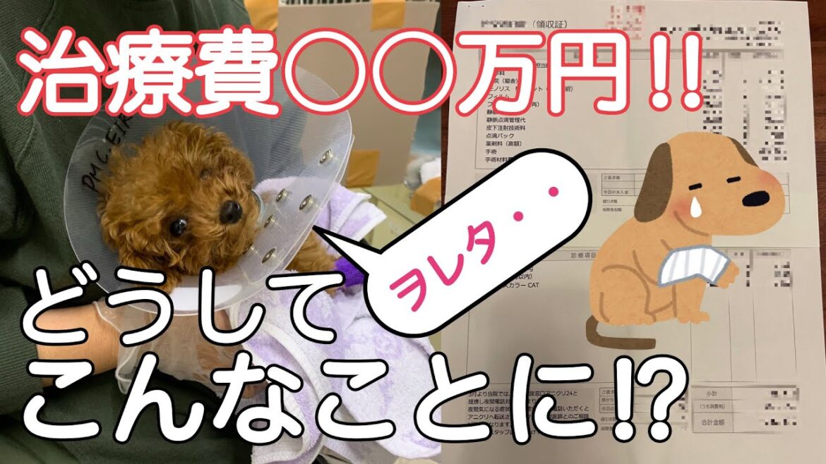 【緊急事態! 】骨折してしまいました・・・。トイプードルが骨折する原因とその対策 【緊急事態! 】骨折してしまいました・・・。トイプードルが骨折する原因とその対策