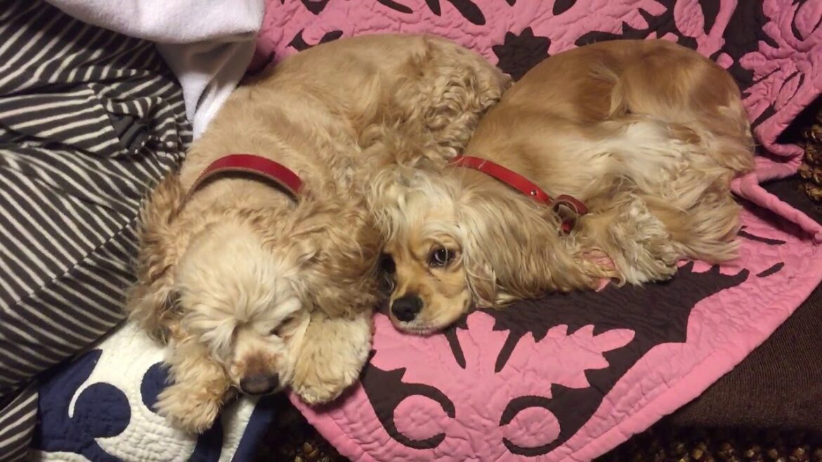 犬の多頭飼い、とっても仲良しな2人、アメリカンコッカースパニエル