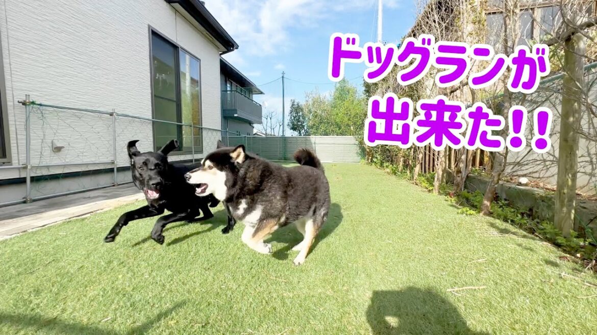 ついにドッグラン完成！！柴犬とラブラドールが激走する♪