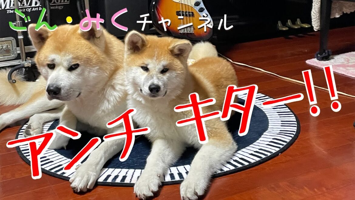 ごん・みくファミリー お母さんの独り言 【アンチ キター】 秋田犬【ごん・みく チャンネル】 ごん・みくファミリー お母さんの独り言 【アンチ キター】 秋田犬【ごん・みく チャンネル】