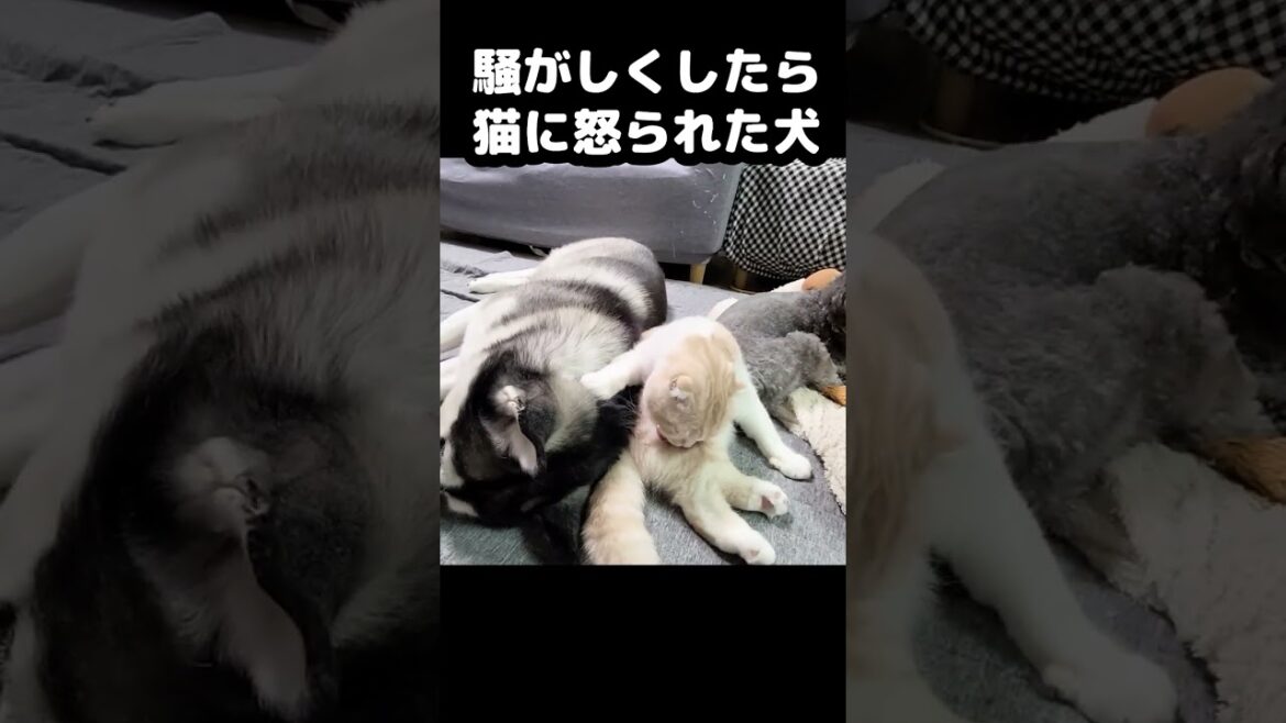 突然猫に怒られる犬...笑#猫 #shorts