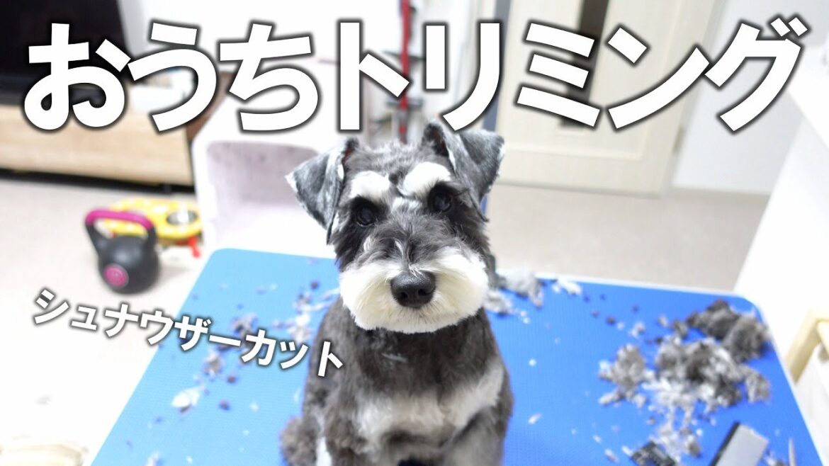 おうちトリミングの大変さや始めた理由をお話します【ミニチュアシュナウザー多頭飼い】