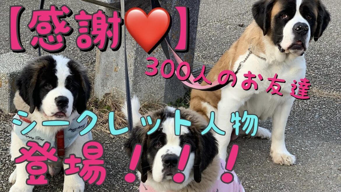 【セントバーナード親子】【感謝❤️】【シークレット人物登場】登録者数300人達成❤️ありがとうございます(^｡^)