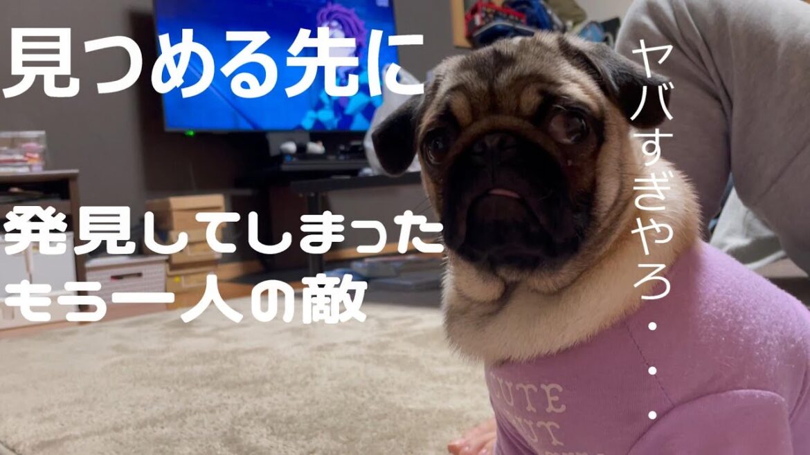 【16パグ目】突然の出来事にビビりまくるパグ【パグ犬】