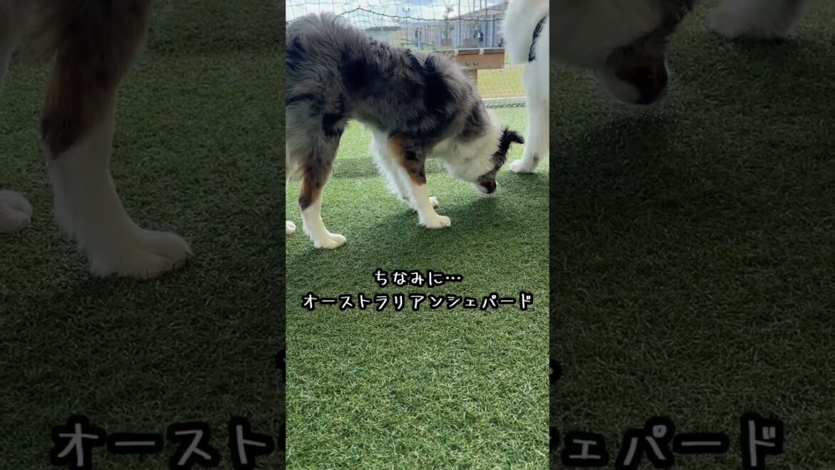 高確率で間違われます!オーストラリアンシェパード…【 ボーダーコリー 子犬 賢い 】【 ブルーマールタン 】【暴🌸犬🌸姫::ぼうけんき】『生後216日』 高確率で間違われます!オーストラリアンシェパード…【 ボーダーコリー 子犬 賢い 】【 ブルーマールタン 】【暴🌸犬🌸姫::ぼうけんき】『生後216日』