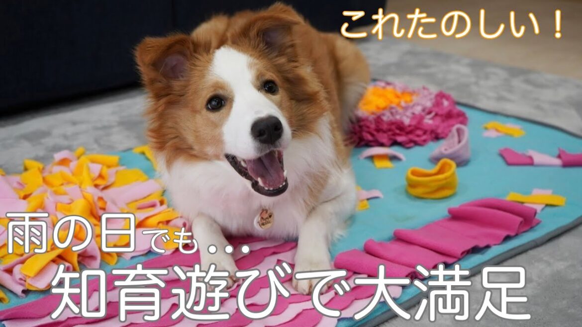 雨の日でも知育遊びで大満足するボーダーコリー【ノーズワーク】 雨の日でも知育遊びで大満足するボーダーコリー【ノーズワーク】