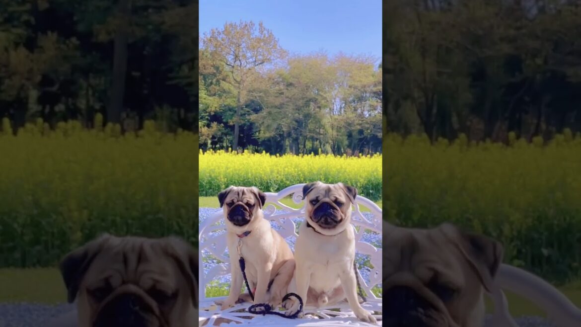 [パグ]花に囲まれた犬💐🐶ｿﾜｿﾜ (dogs in flower garden) #shorts