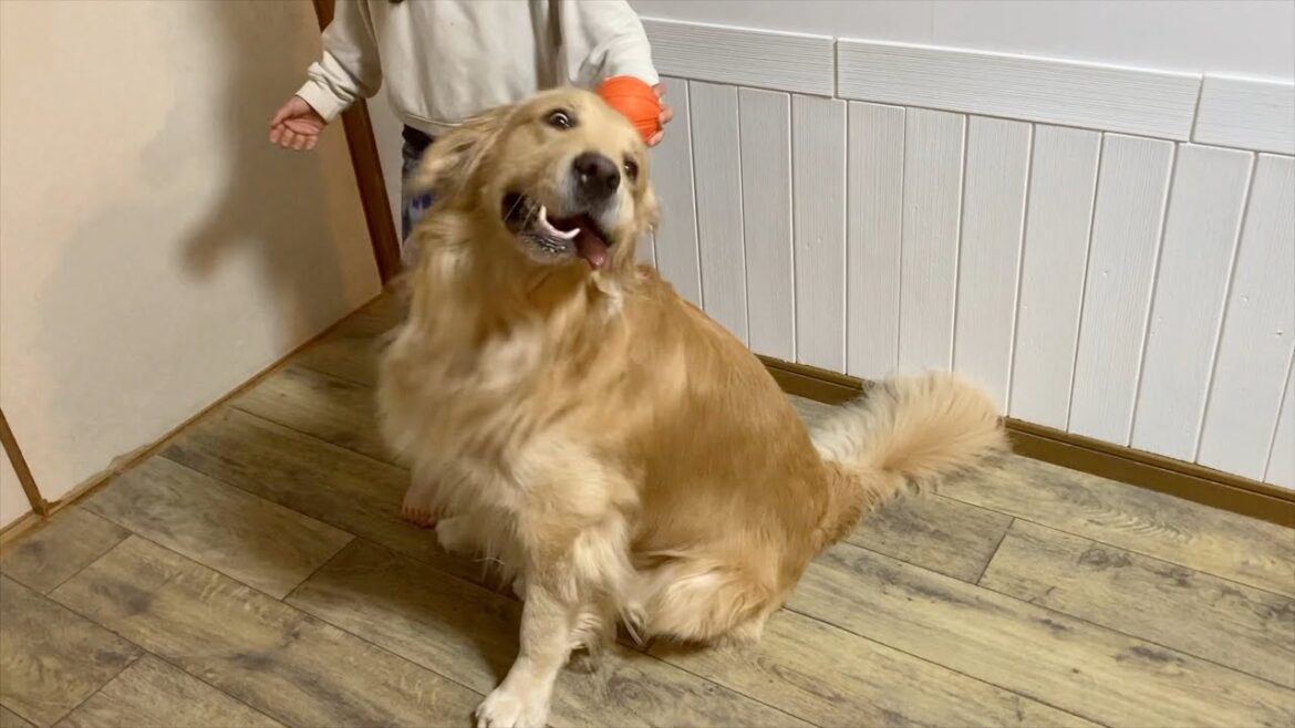 今日はよくボールが視界から消えるのが不思議なゴールデンレトリバー 今日はよくボールが視界から消えるのが不思議なゴールデンレトリバー