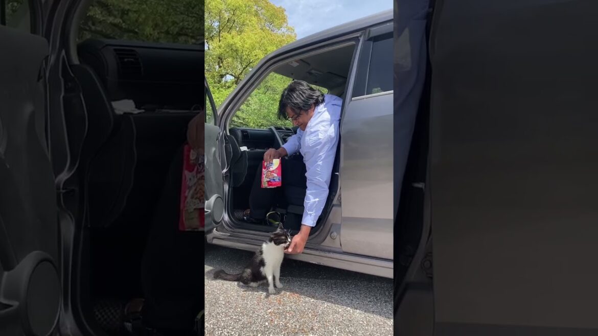 Stray cats and me #cats #cat #catlover #straycat #日本 #猫 #地域猫 #ねこ動画 #かわいい猫 #shorts #viral #pets