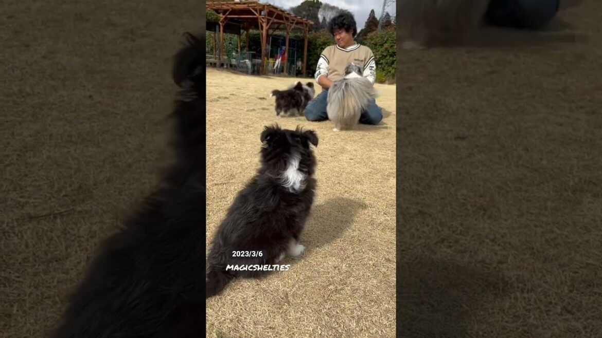 【シェルティ】父親と初対面❣️#shorts #シェットランドシープドッグ #シェルティ #sheltie #いぬ #こいぬ #仔犬 #フリスビードッグ