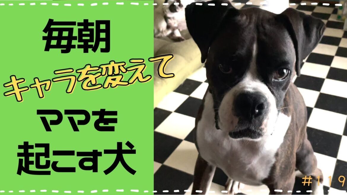 【ボクサー】毎朝キャラ設定が違う犬に全力で起こされます。。。