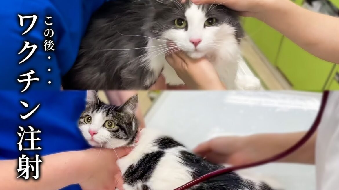 猫2匹！恐怖のワクチン接種へ！【ノルウェージャンフォレストキャット】