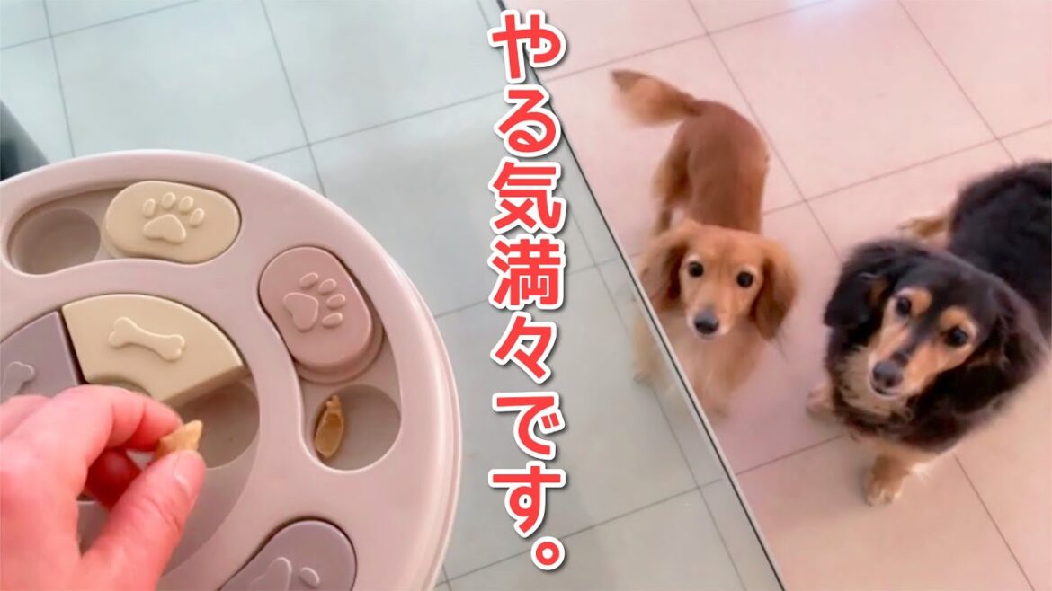 【ダックスフンド】3COINS購入品/犬用知育玩具☆必死過ぎて！激し過ぎて！大爆笑！！