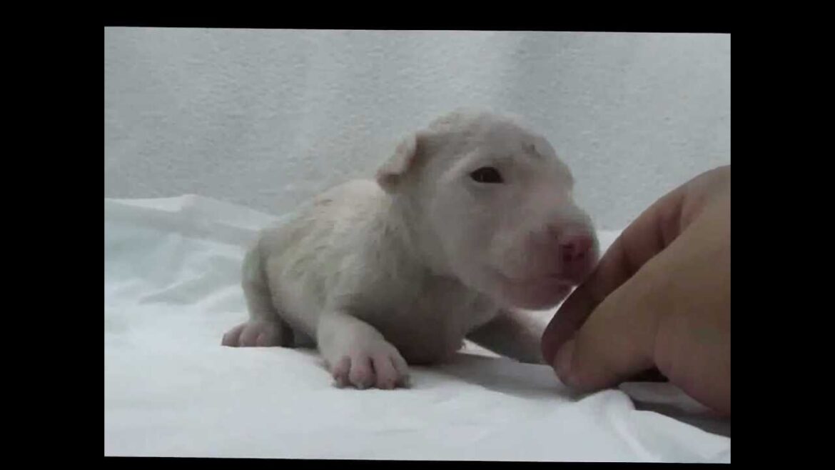 ミニチュアブルテリアの子犬03