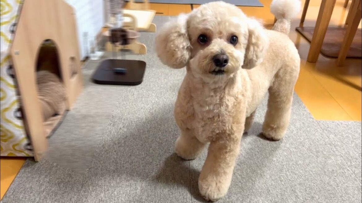 自分で隠した骨ガムの場所がわからなくなってオロオロする大きいトイプードル【デカプー】【トイプードルのロアくん】【toy poodle】