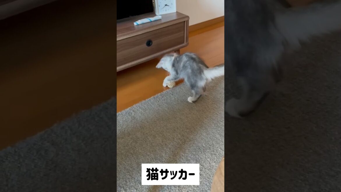 猫あるある　ドリブルをする猫　ラガマフィン
