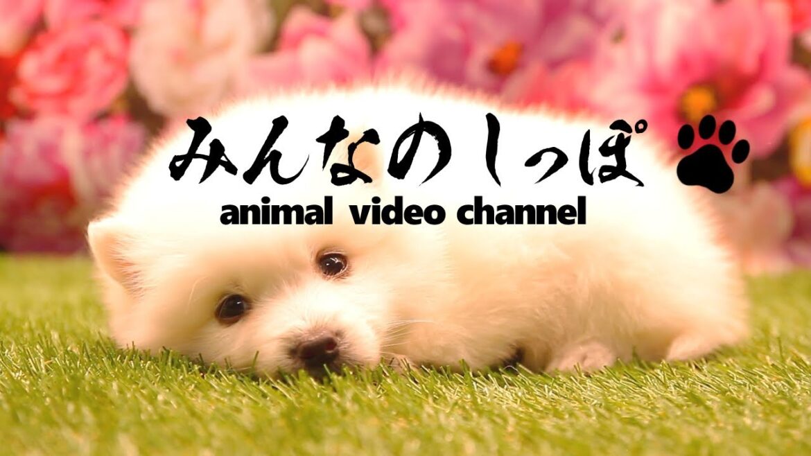 みんなのしっぽ#32子犬動画【日本スピッツ】（ Best Dog Videos - Japanese Spitz ）
