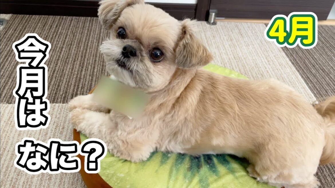 今月はめっちゃ可愛いリボン！ぽてぽてトリミング チワワ×シーズー