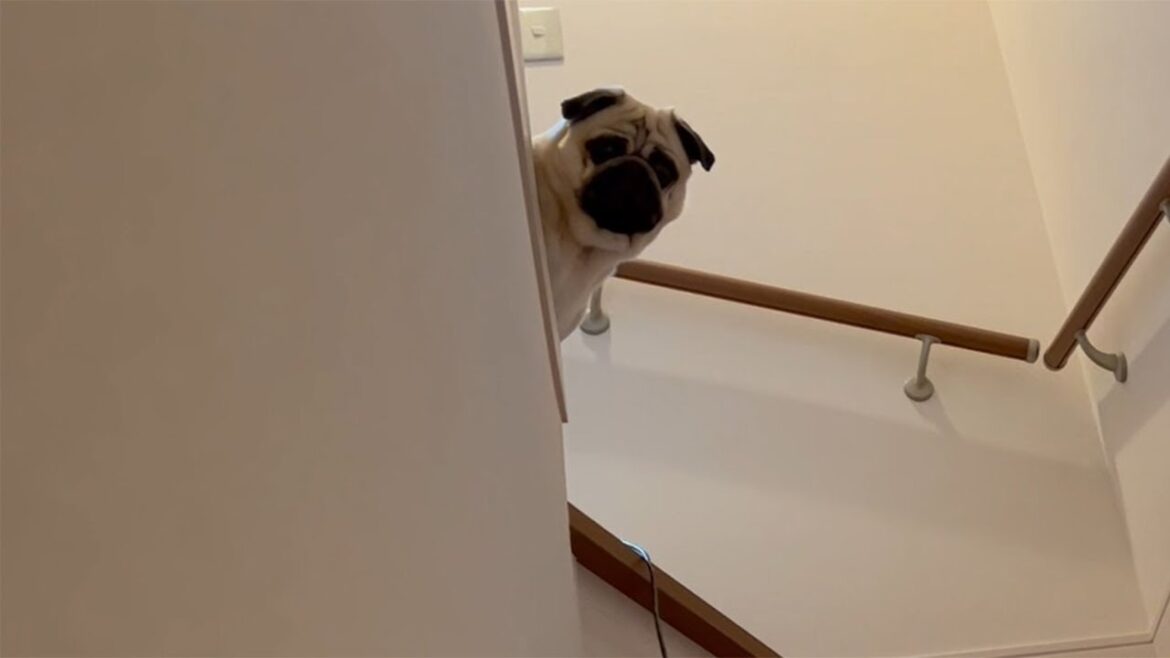 【パグ】分離不安なので飼い主の行き先がどうしても気になるパグ【Pug】
