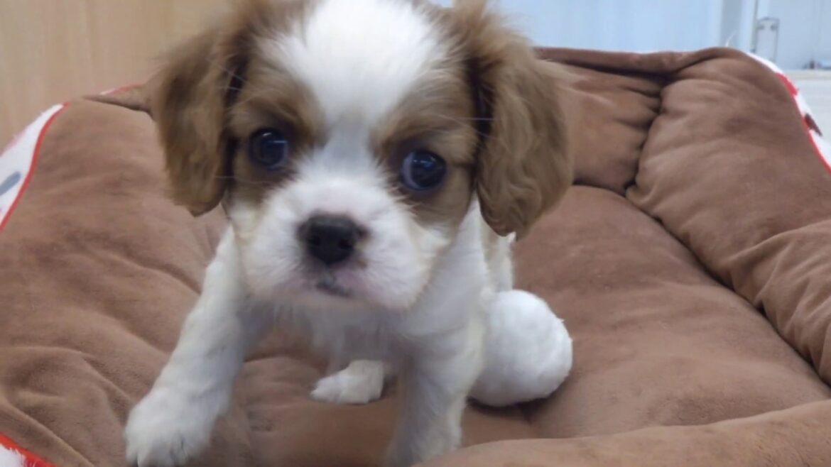 ユアぺティア川崎鹿島田店 - キャバリア・キング・チャールズスパニエル 女の子 2020/1/8