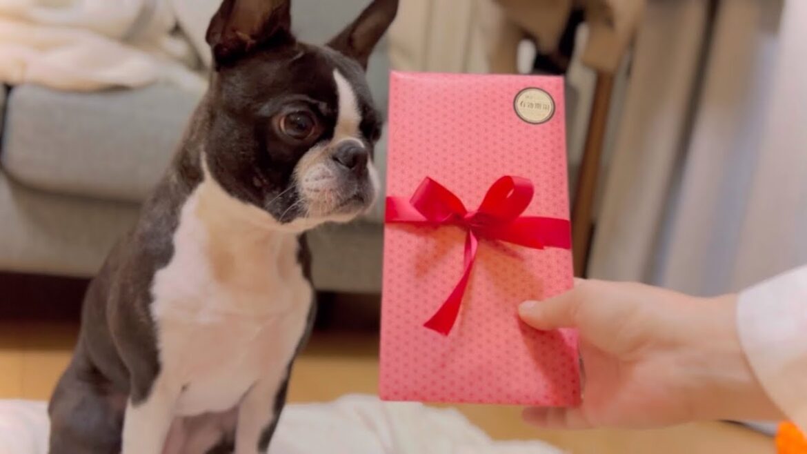 フォトコンテストの景品が届いたので、開封して風呂に入る【ボストンテリア】 フォトコンテストの景品が届いたので、開封して風呂に入る【ボストンテリア】