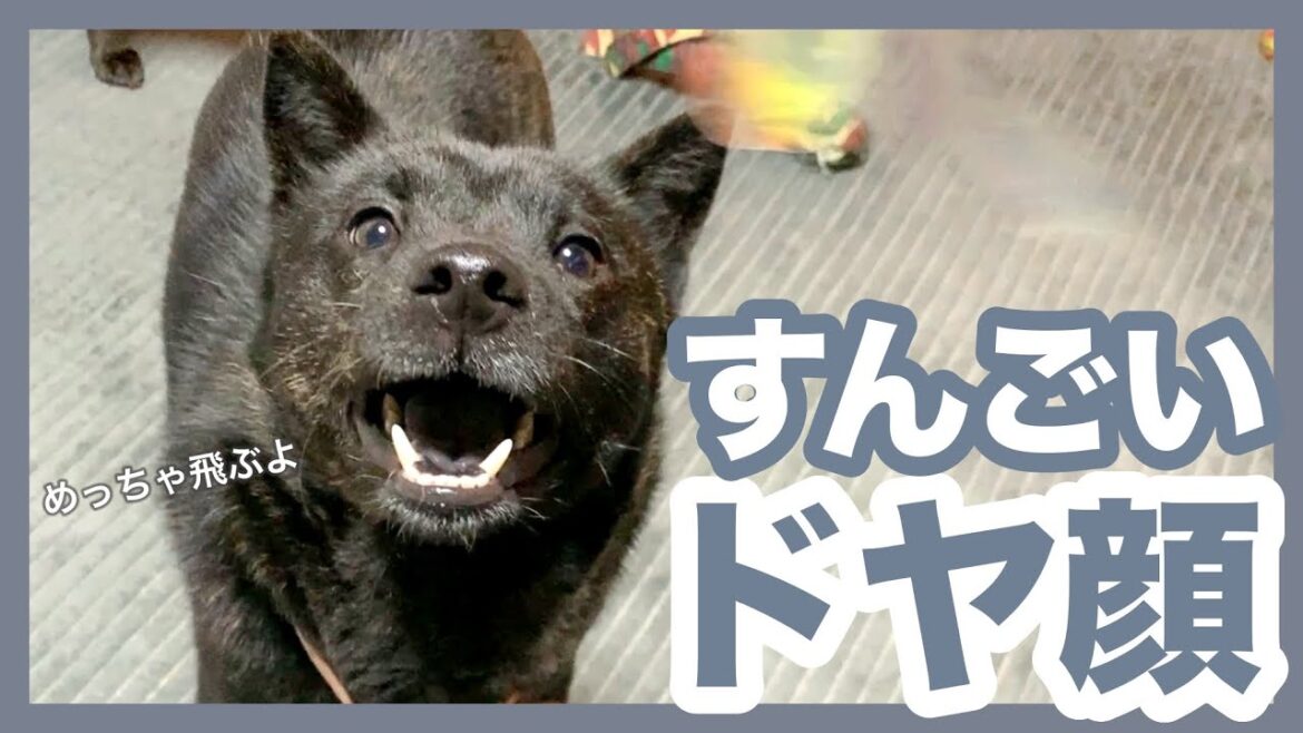 【甲斐犬】飼い主と一緒に無邪気に走り回って遊ぶ犬が可愛すぎる〜! 【甲斐犬】飼い主と一緒に無邪気に走り回って遊ぶ犬が可愛すぎる〜!