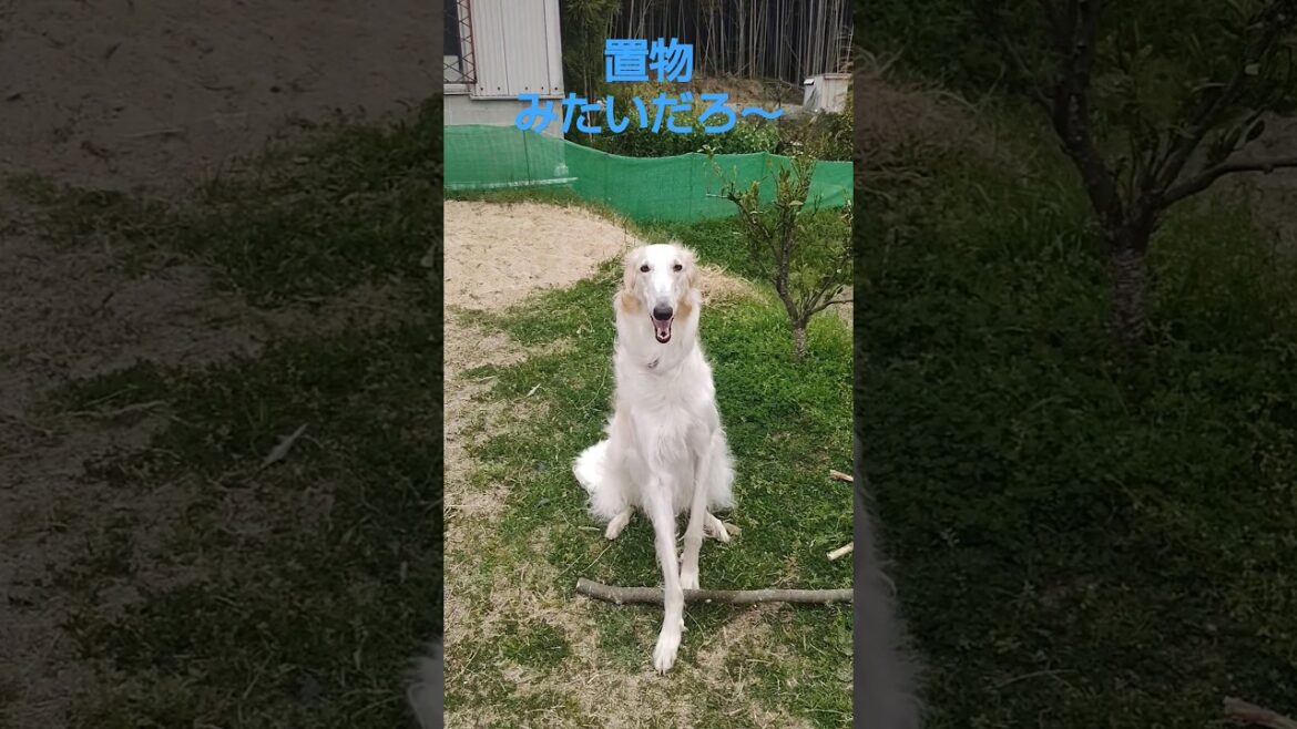 置物になったボルゾイ🐕🎵😱　Borzoi that became an ornament