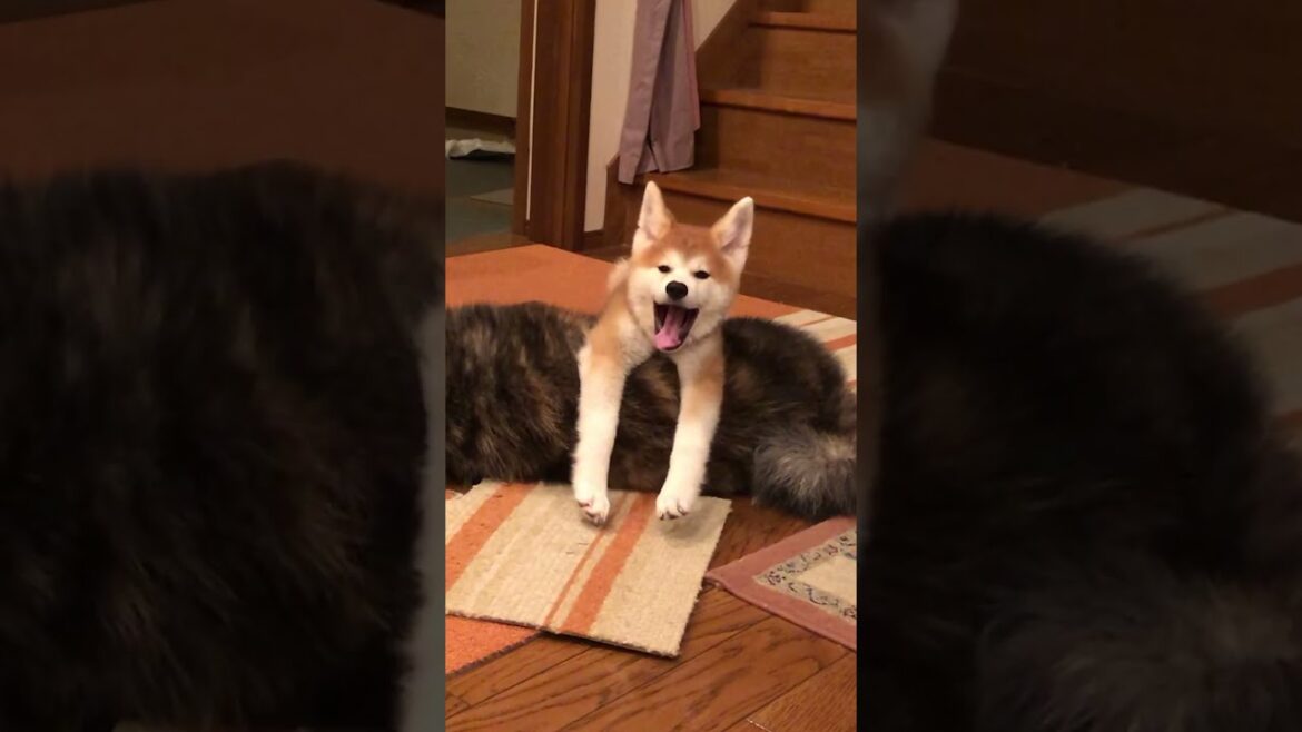 外ではスパルタ、室内では甘々な秋田犬ぱたこ【Akita-inu】 #shorts