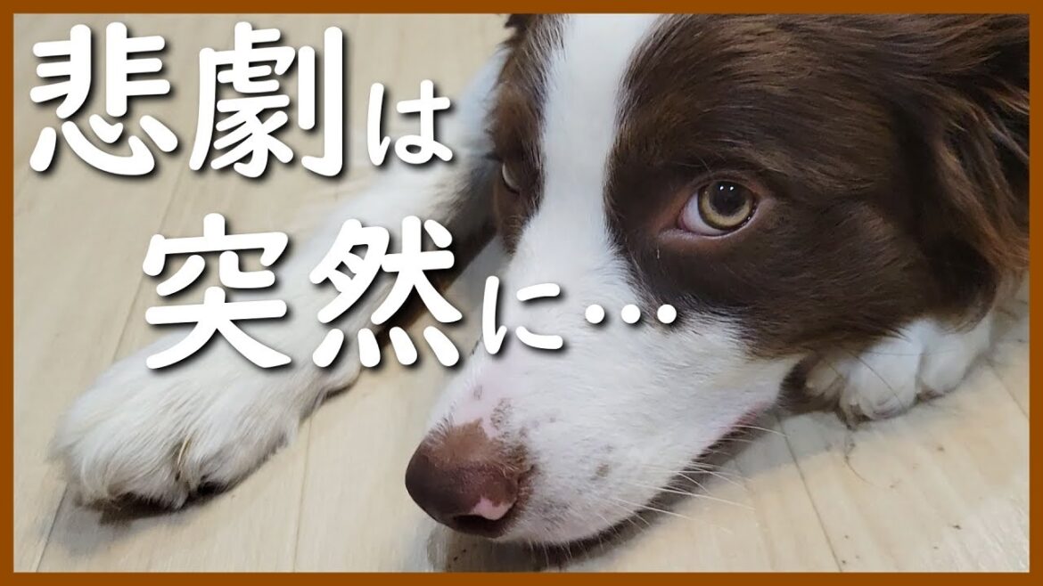 突然、愛犬がびっこを引いて歩き始めました😭【ボーダーコリー】