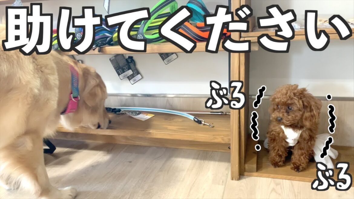 一歩も動けなくなりました。【トイプードルの子犬】