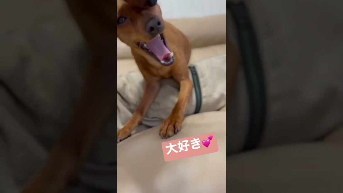 大好き❤ #ミニチュアピンシャー #miniaturepinscher #かわいい犬 #犬のいる暮らし #恋  #dog  #love #仲良し #lovers
