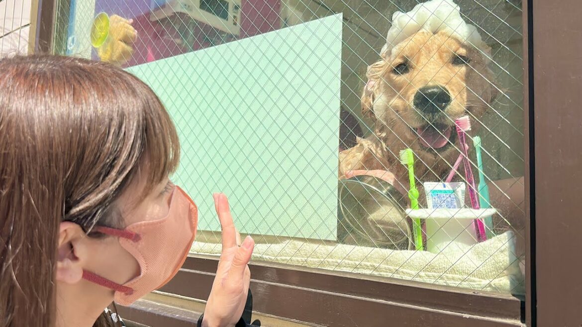 トリミング中にママとパパを見つけ笑顔になってしまうゴールデンレトリバーが可愛い
