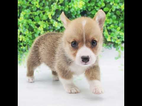 ウェルシュ・コーギー・ペンブローク(セーブルホワイト)の男の子(2020/6/20生まれ) ウェルシュ・コーギー・ペンブローク(セーブルホワイト)の男の子(2020/6/20生まれ)