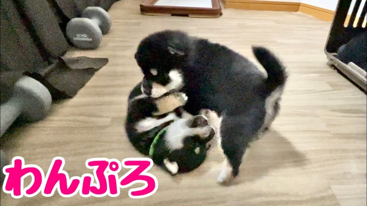 【柴犬 子犬】子犬たちの取っ組み合いが始まる。コロコロの争いが可愛すぎた。