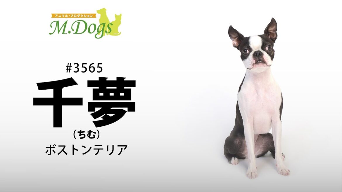 ペットモデル #3565 ボストンテリア「千夢(ゆめ)」のテクニカル動画【指示で吠えろ】