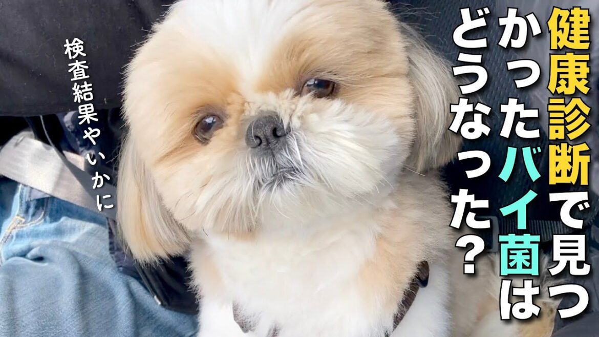 【シーズー】健康診断で見つかったバイ菌、どうなった？【247】