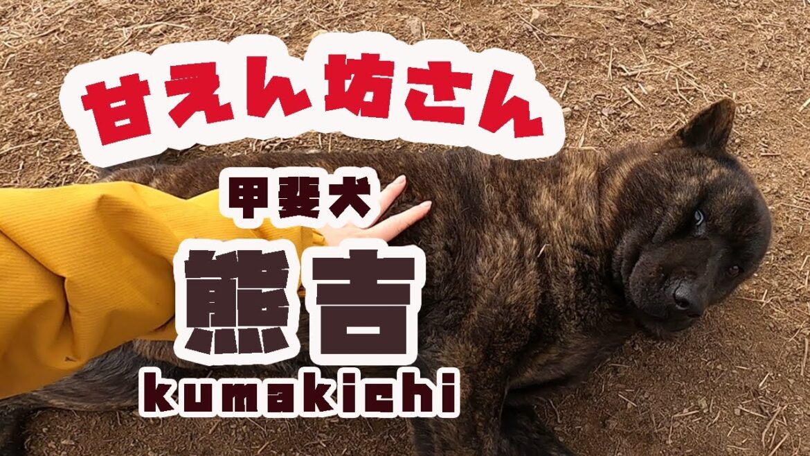 【甲斐犬＆四国犬】久しぶりに会ったら甘え方とやきもちがすごかった。