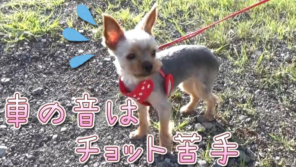 【ヨークシャテリア】一年で散歩に慣れたヨークシャテリア【Yorkshire Terrier】