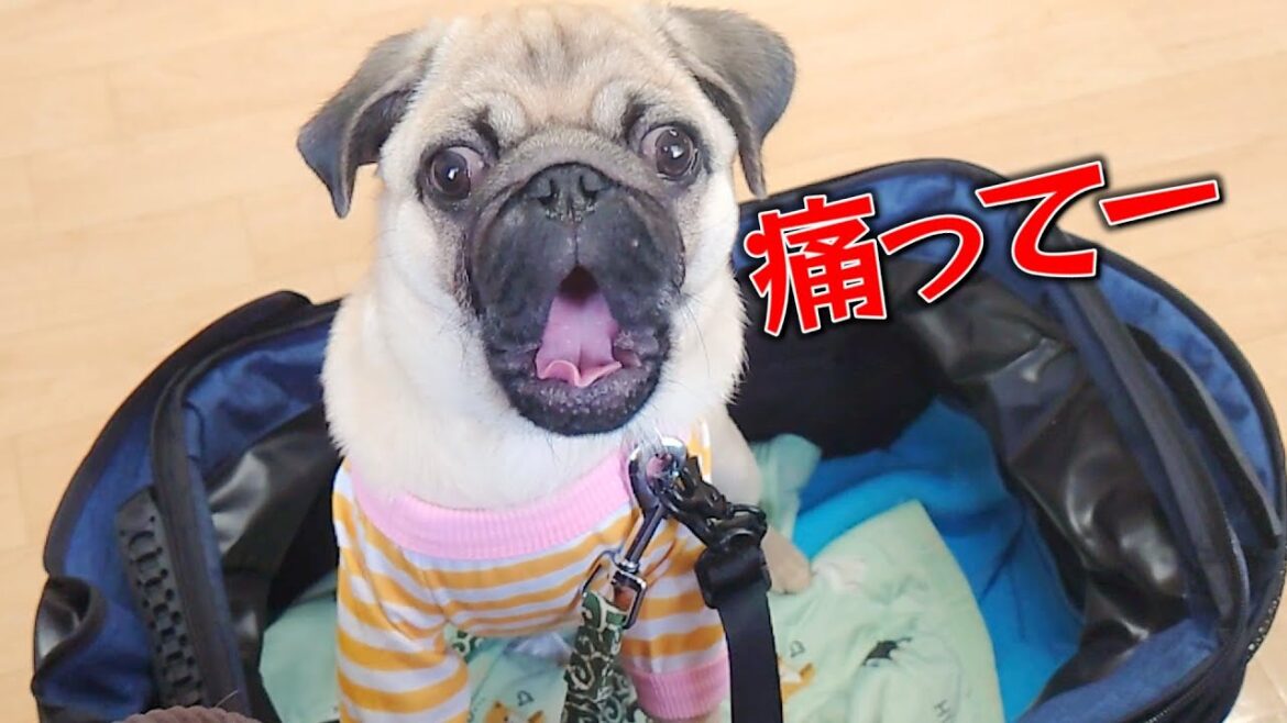 狂犬病の注射の後は２、３日激しい運動は控えてくださいと言われたパグ兄弟｜パグのぺろぽん兄弟pug犬｜
