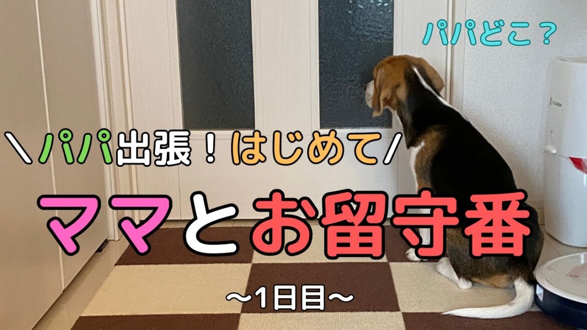 【ビーグル犬 子犬】はじめての2泊3日ママと僕でのお留守番記録〜1日目〜
