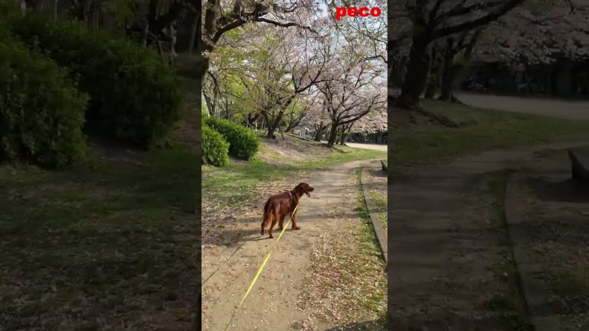 桜 2023 #shorts （peco　sakura（Cherry Blossoms） 2023）　アイリッシュセター（アイリッシュセッター） Irish Setor（Irish Setter）