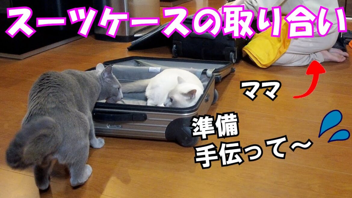 【軍配はどっち!?】【ロシアンブルー×トンキニーズ】スーツケースのサイズがちょうど良い（＃101）