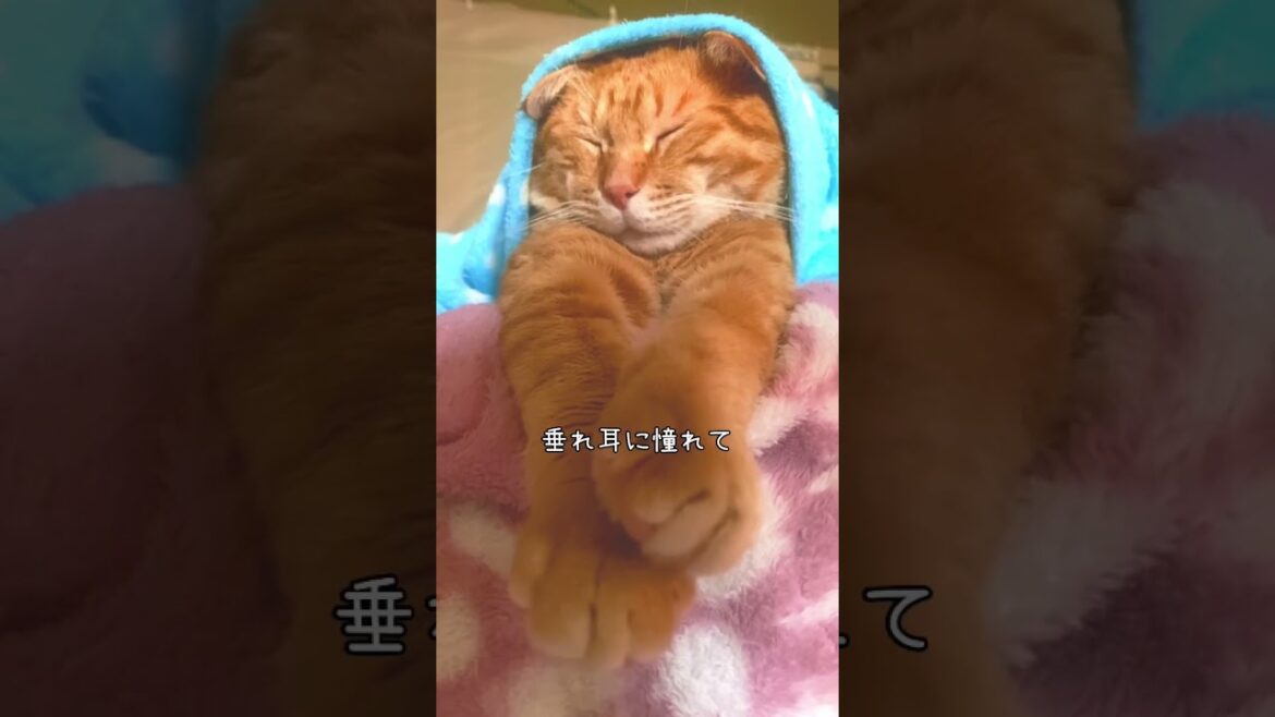 スコティッシュフォールドに憧れているスーパーにゃんの茶とら男子♥️かわちぃと言う設定にしてニヤニヤする下僕#shorts