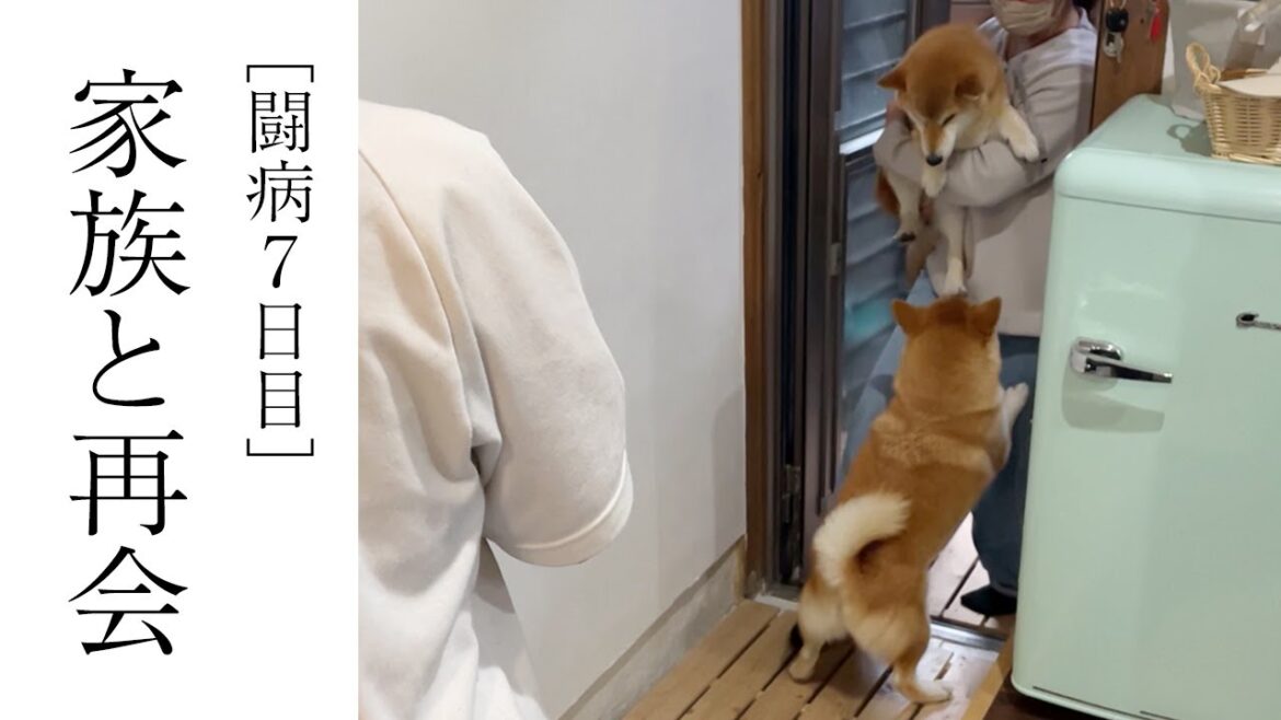 こまめとちくわ、家族との6日ぶりの再会の様子です