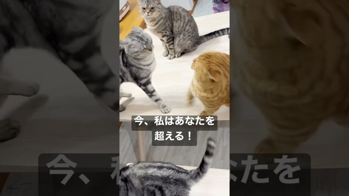 海は枯れ、地は裂け...だが...それでもマンチカンのパンチは当たらなかった！ #shorts
