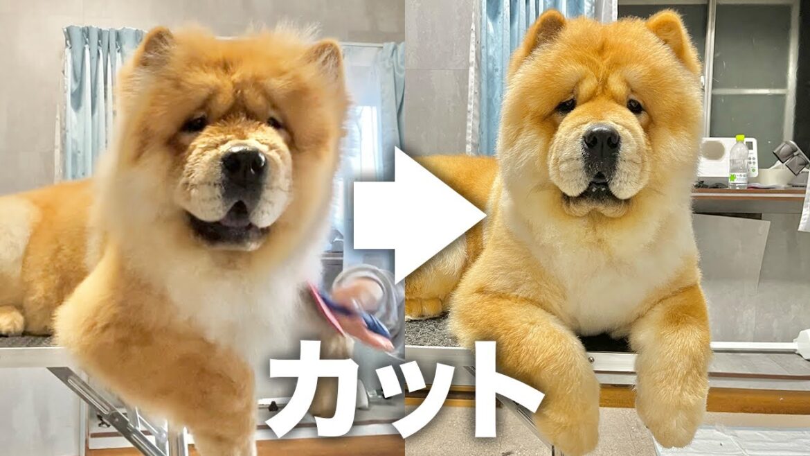 ボサボサのチャウチャウ犬をカットしたら10倍かわいくなった
