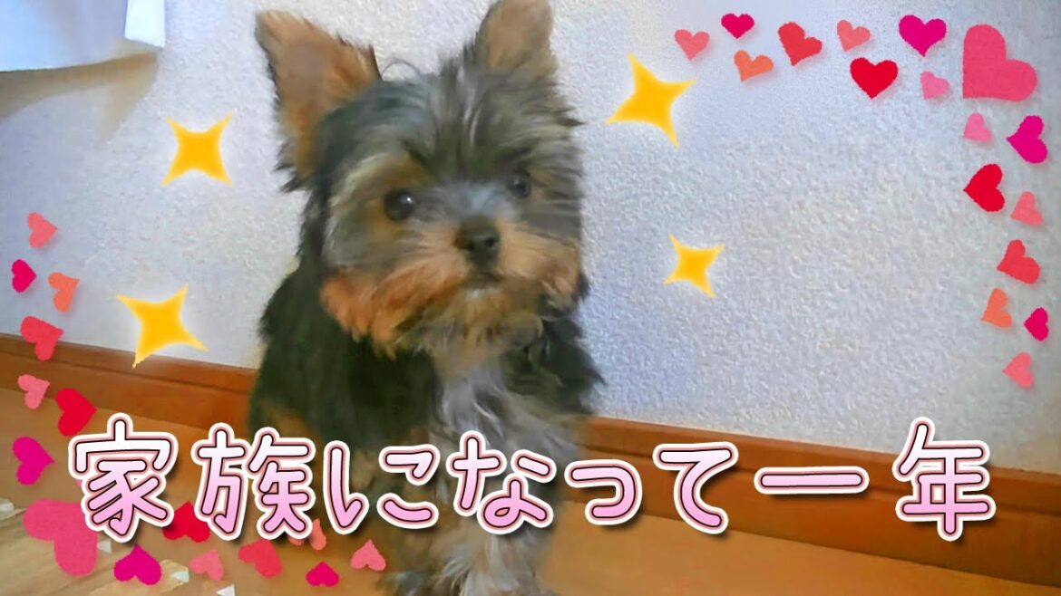 【ヨークシャテリア】家族になって早いものでもう1年【Yorkshire Terrier】