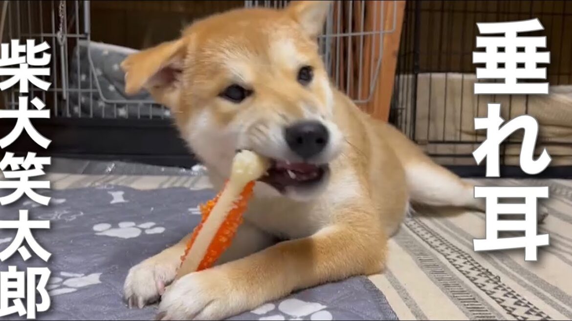 柴犬子犬笑太郎の垂れ耳について