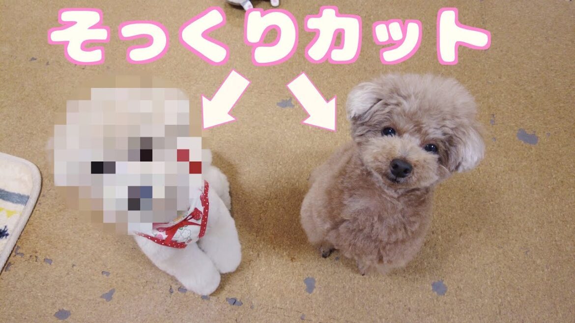 トリミングで妹犬のカットを兄犬そっくりにしてもらいました！【テディベア】