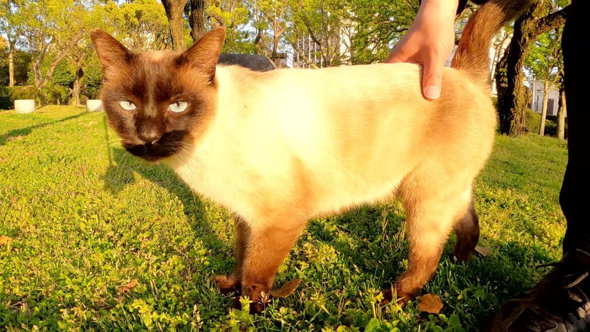 顔が真っ黒なシャム猫が夕方の公園をパトロールする